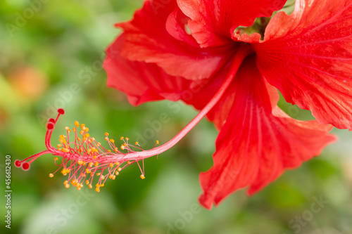 close of a Hibiscus rosa-sinensis with leaves in a sunny day
