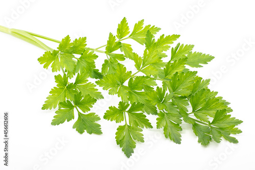 Sprig of green parsley isolated on white background. Aromatic seasoning for food