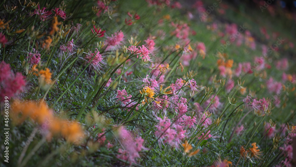 愛知県 稗田川 彼岸花 リコリス Stock Photo Adobe Stock