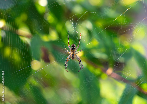 A background with a spider isolated on his spider web