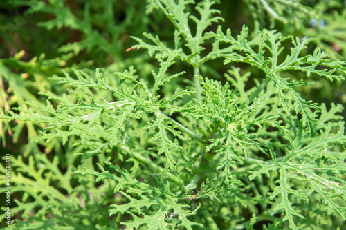 Rose scented geranium herb growing in a garden. It also called as Pelargonium radula