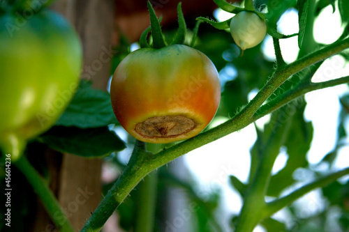 Disease of tomatoes. Blossom end rot on the tomato