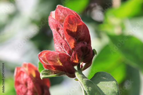 Red bracts leaves on a Shrimp Plant photo