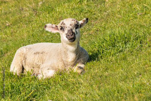 closeup of cute newborn lamb basking on green grass with copy space