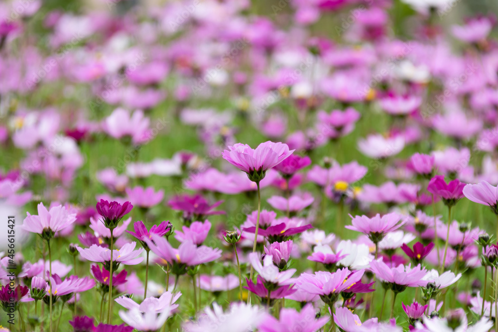 Naklejka premium A large area of Gesang flowers opened