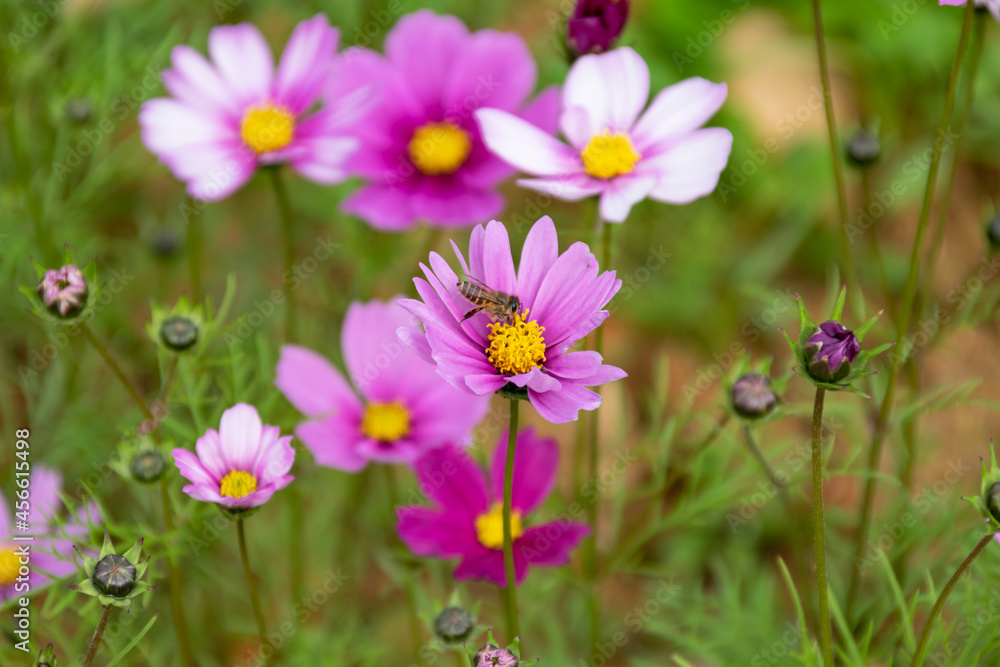 Close up of Persian chrysanthemums of various colors blooming on the grass Close up of Persian chrysanthemums of various colors blooming on the grass