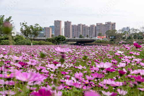 A large area of Gesang flowers opened