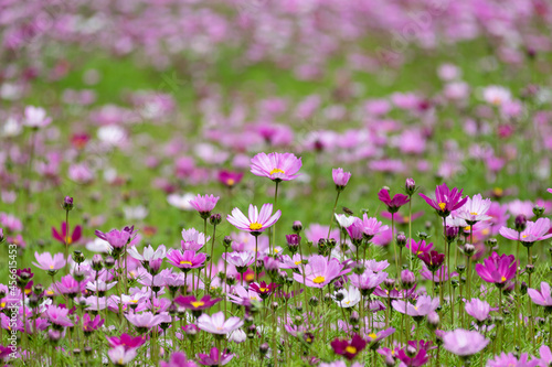 A large area of Gesang flowers opened