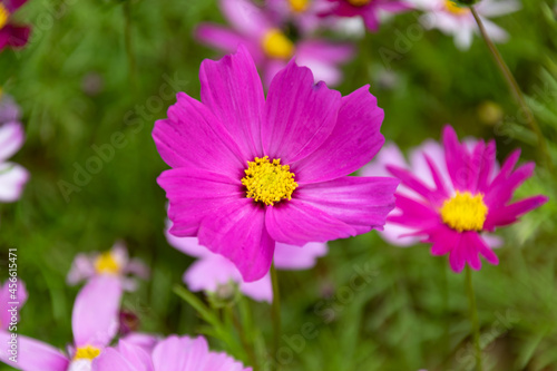 Close up of Persian chrysanthemums of various colors blooming on the grass © chen