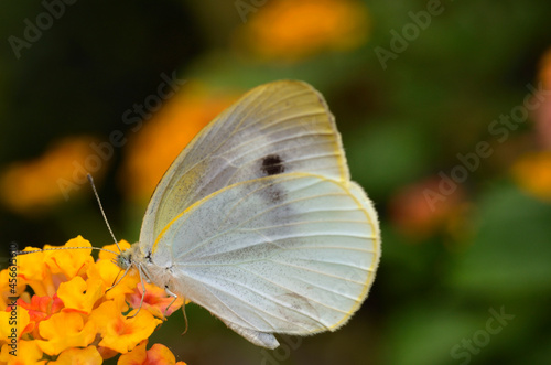 花の蜜を吸う蝶　モンシロチョウ photo