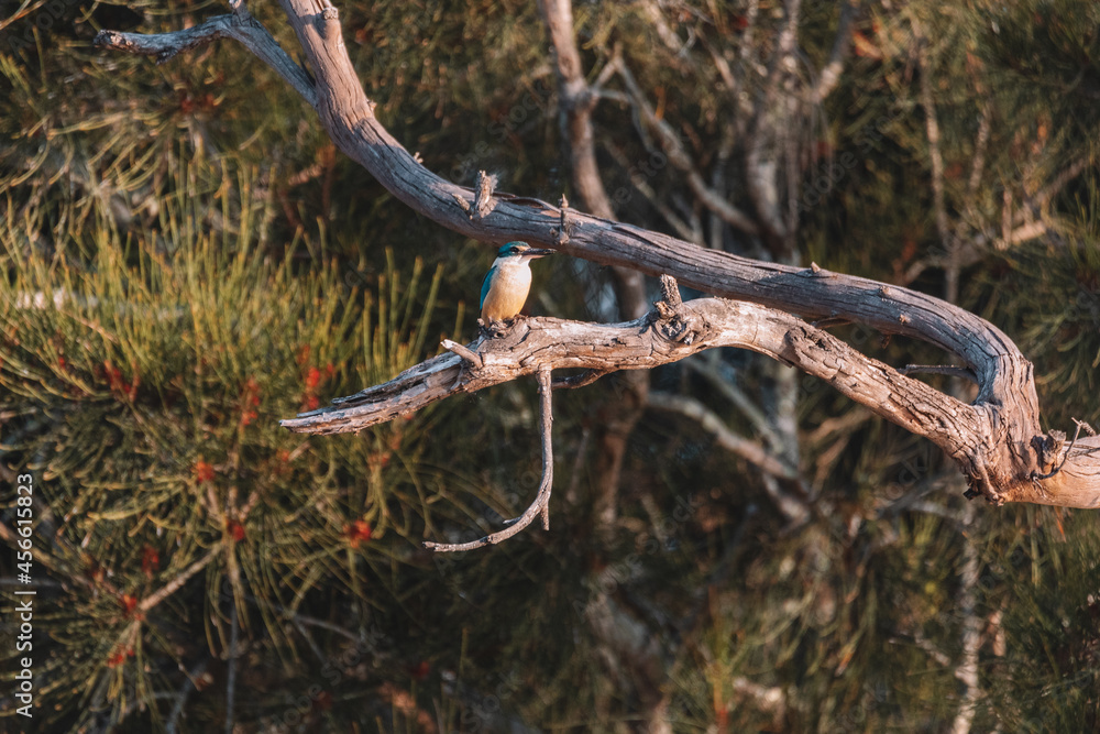 Sacred Kingfisher Perched in a Tree NSW Sacred Kingfisher Perched in a Tree NSW