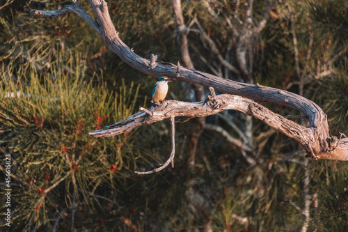 Sacred Kingfisher Perched in a Tree NSW