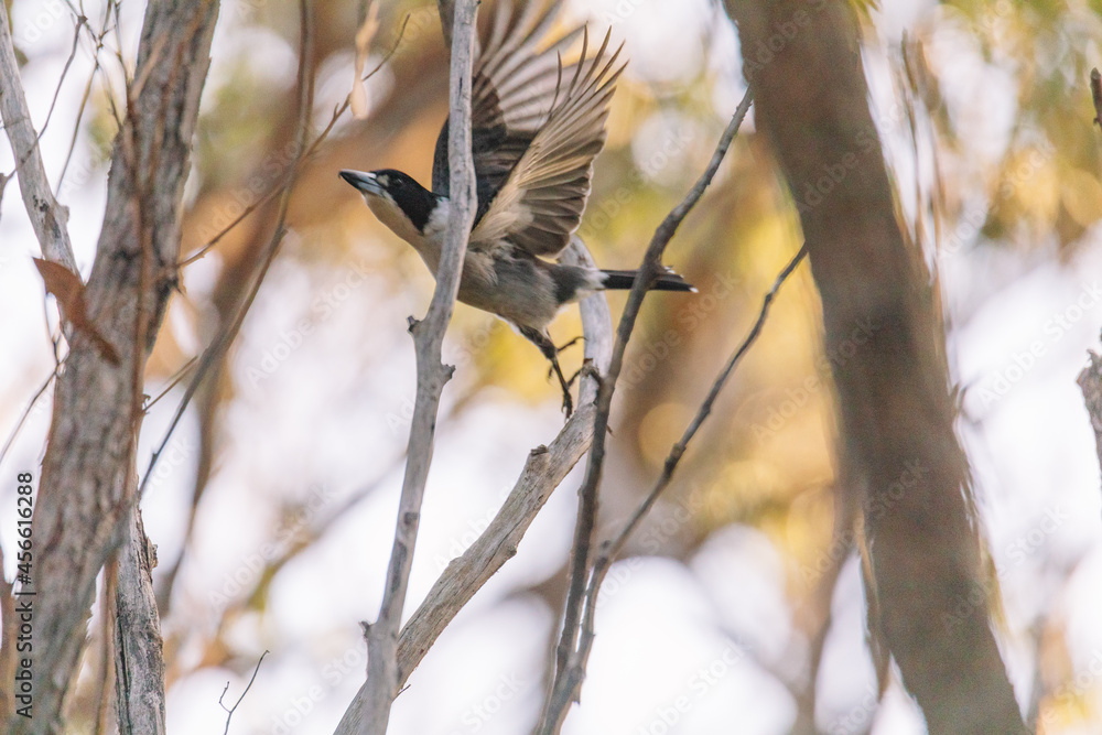 Naklejka premium Australian Grey Butcherbird resting on branch