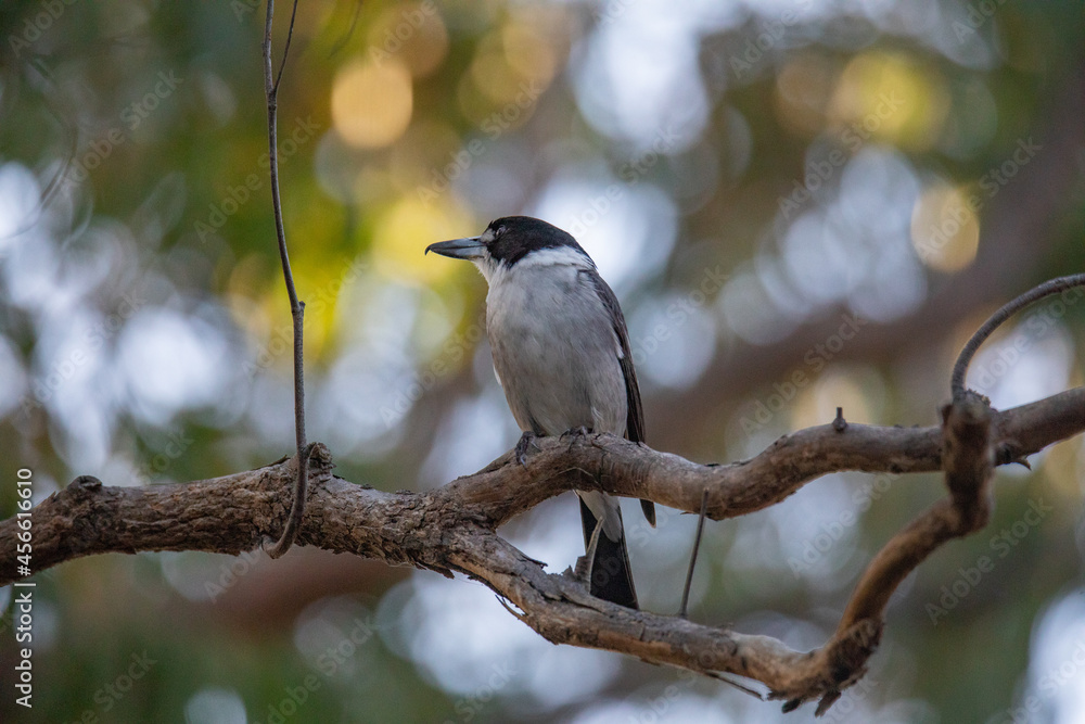 Australian Grey Butcherbird resting on branch