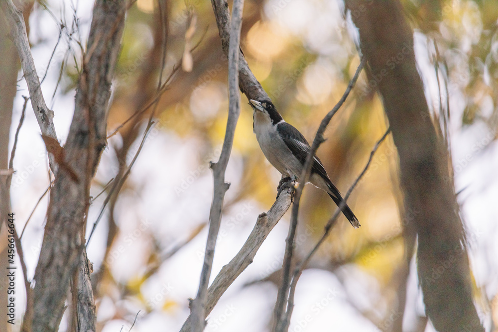 Australian Grey Butcherbird resting on branch Australian Grey Butcherbird resting on branch