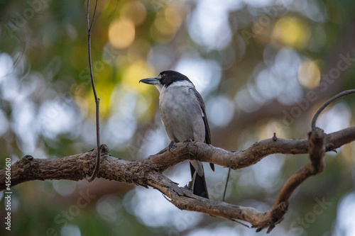 Australian Grey Butcherbird resting on branch