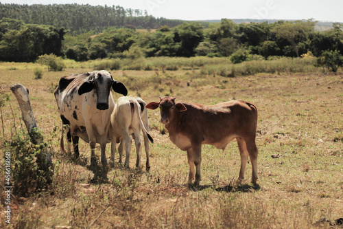 cows on the farm
