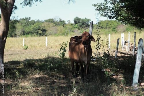 cows in the field