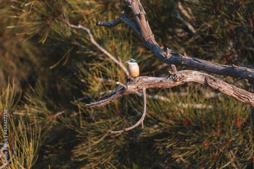 Sacred Kingfisher Perched in a Tree NSW