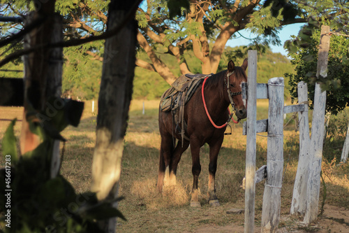 horse and foal