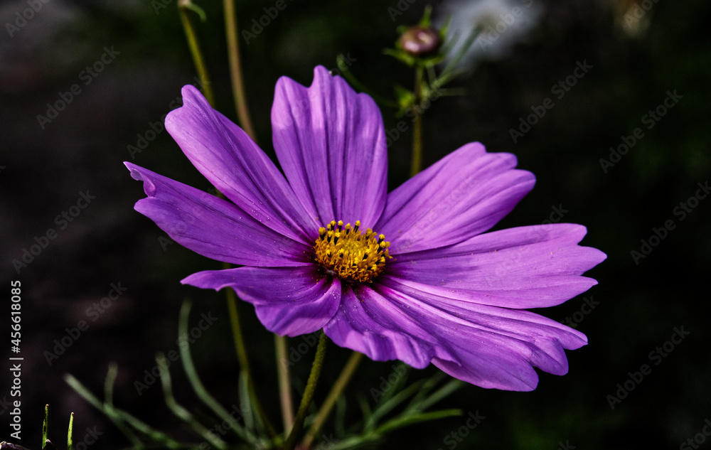Obraz premium retro Schmuckkörbchen [Cosmos bipinnatus]