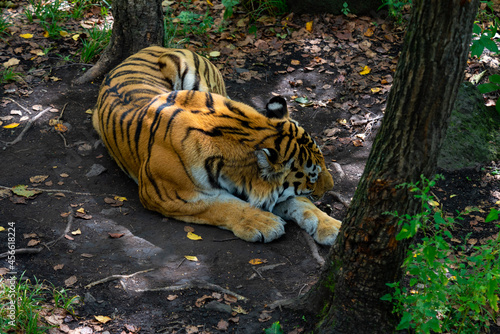 Tiger Amur resting under trees