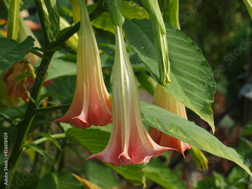 Brugmansia