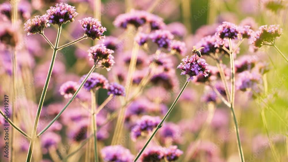4k slow motion of honey bee insect on purple Verbena flower outdoor in the sunny nature field 4k slow motion of honey bee insect on purple Verbena flower outdoor in the sunny nature field