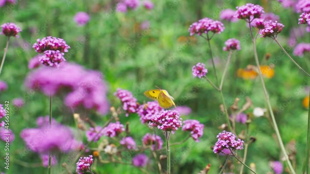 slow motion of one yellow butterfly flying in the blooming pink flower field slow motion of one yellow butterfly flying in the blooming pink flower field