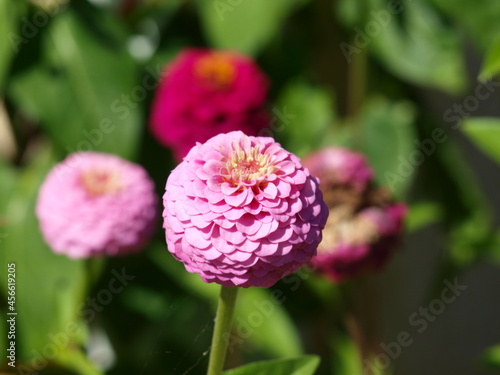 Wallpaper Mural Zinnia Torontodigital.ca