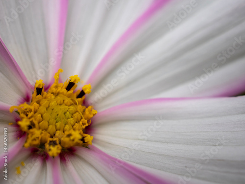 close up of pink flower