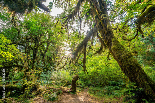 Olympic national park landscape in usa