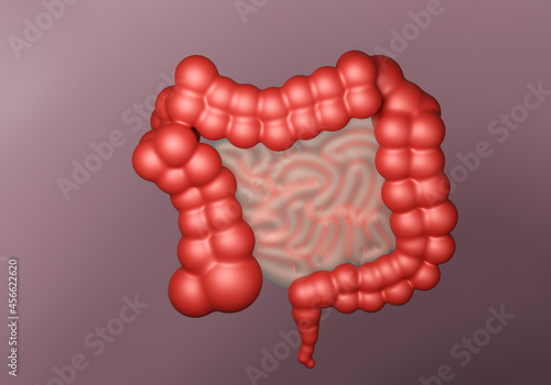 Intestinal tract. Close-up ...