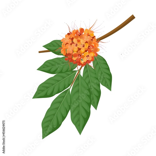 Vector illustration, Ashoka flower (Saraca Indica), also known as asoca, an ayurvedic medicinal herb.