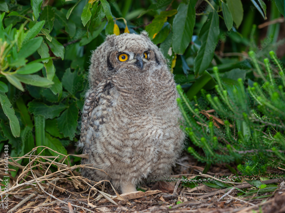 Fototapeta premium A Young Spotted Eagle Owl