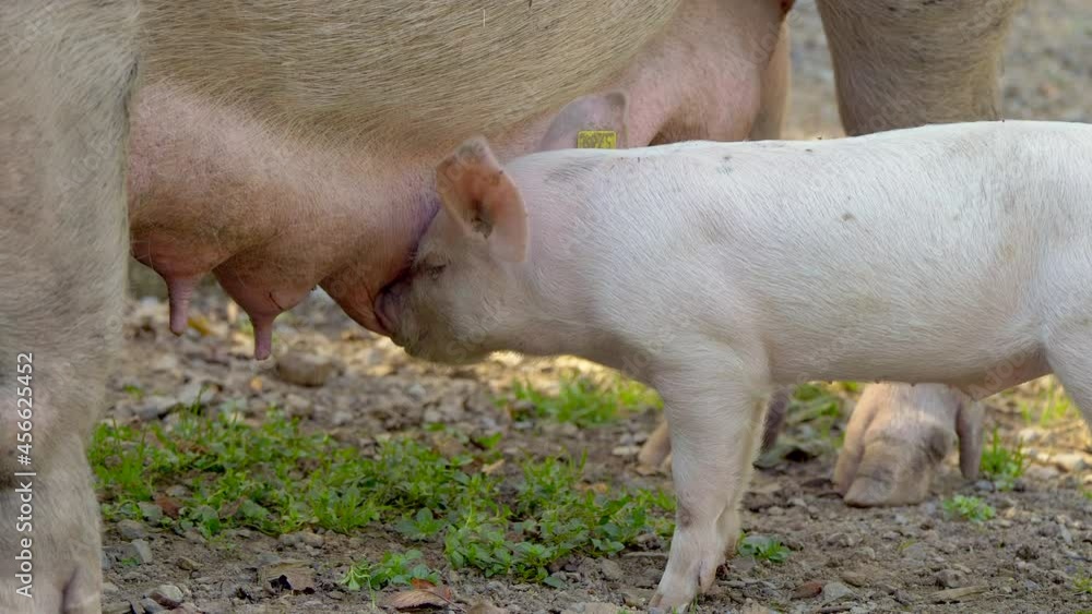 Close up shot of Cute Piglet drinking milk from Udder of mother at farm Close up shot of Cute Piglet drinking milk from Udder of mother at farm