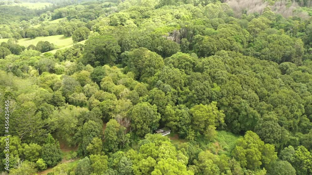 4k Wide drone shot of flock of birds flying above big trees in the nature of Australia. Animals in the nature. 4k Wide drone shot of flock of birds flying above big trees in the nature of Australia. Animals in the nature.