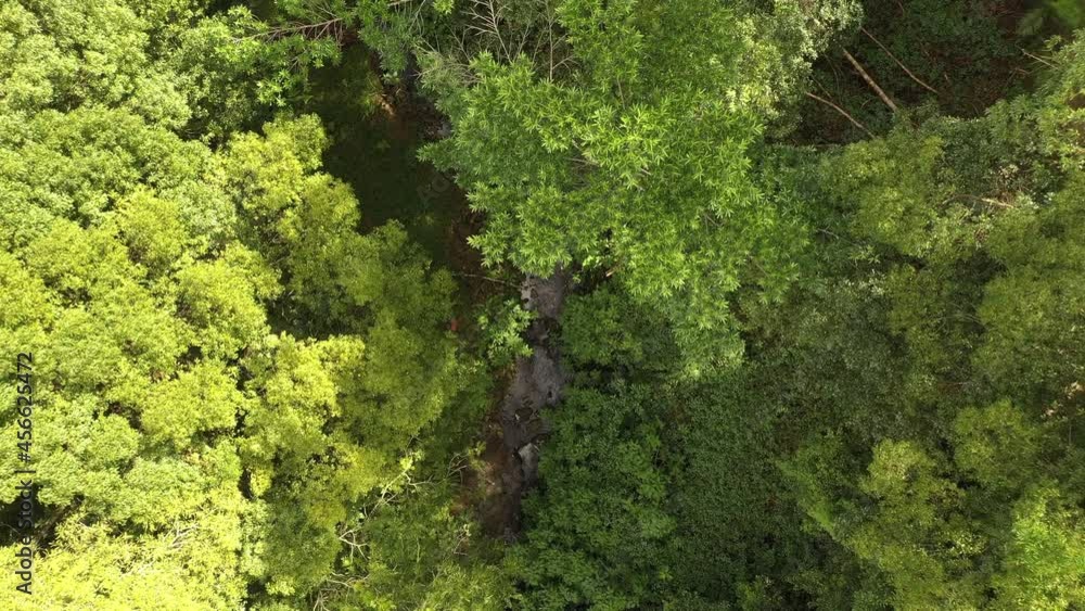 4k Aerial shot of a dense forest in Australia. Drone goes down through big trees. 4k Aerial shot of a dense forest in Australia. Drone goes down through big trees.