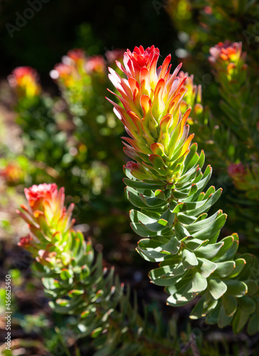 A Red Pagoda Plant in Kirstenbosch photo