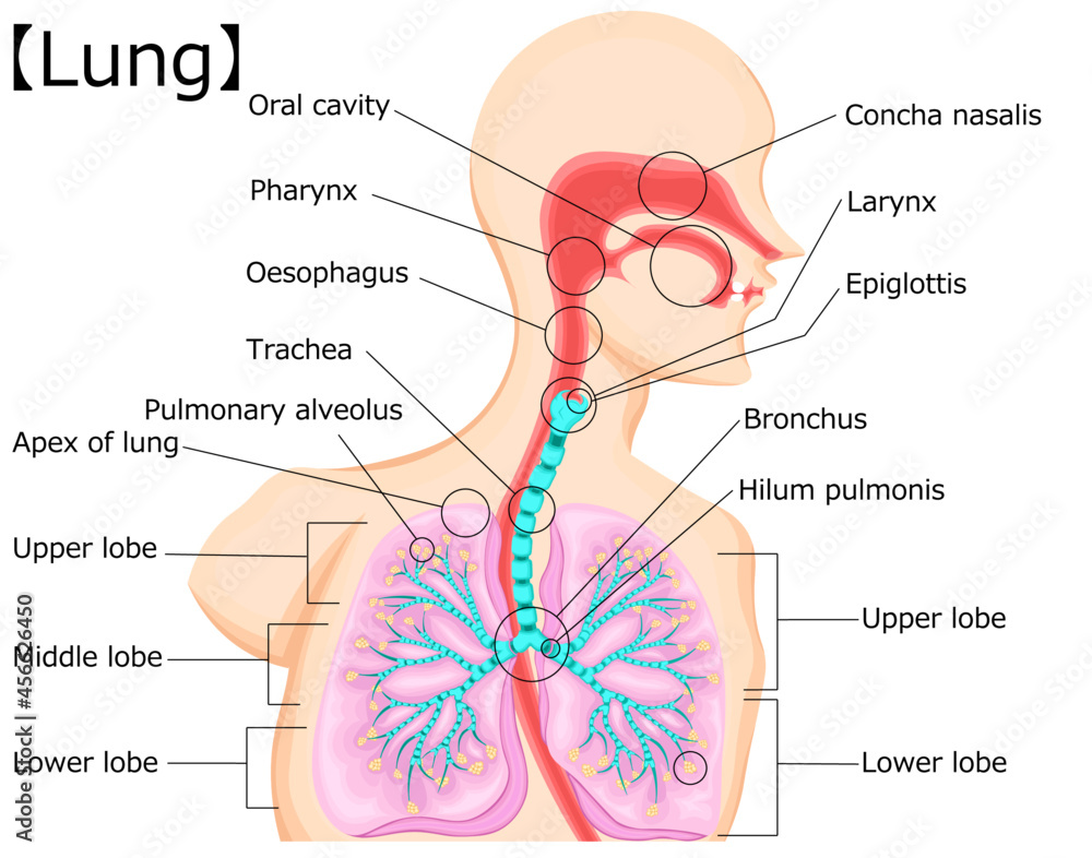 Fototapeta premium 気管 イラスト