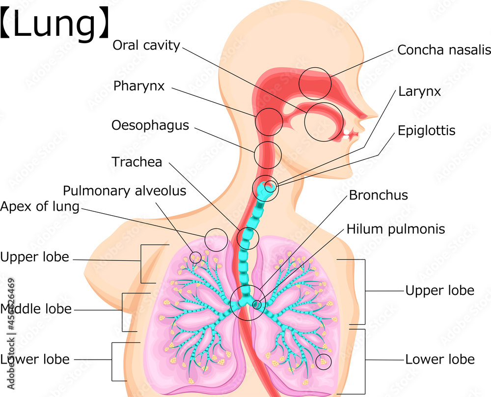 Fototapeta premium 気管 イラスト
