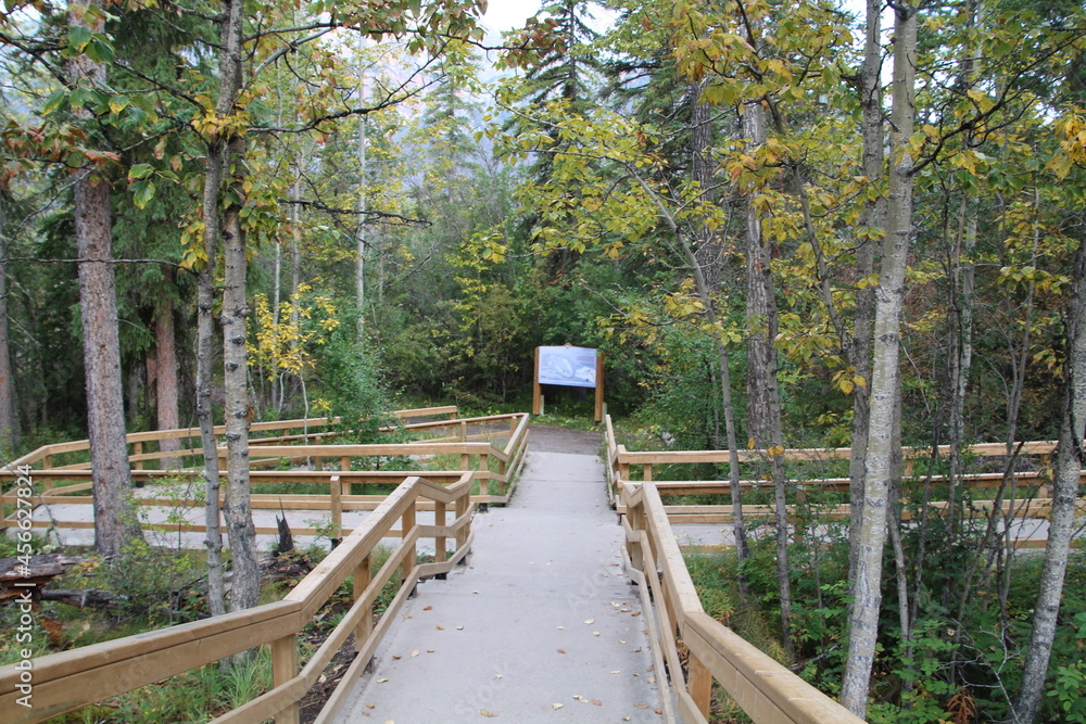 Path In The Forest, Jasper National Park, Alberta Path In The Forest, Jasper National Park, Alberta