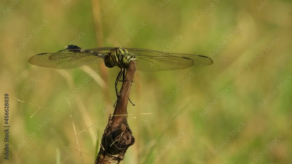 Tiger Dragonfly waiting for pray .. Tiger Dragonfly waiting for pray ..
