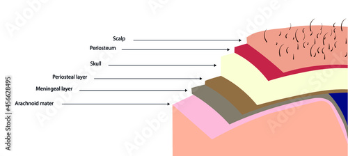 Meningeal layers. Gross section Brain anatomy