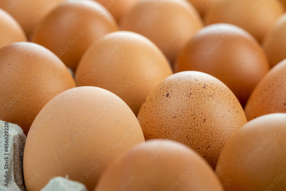 Eggs are freshly placed in a panel Eggs are freshly placed in a panel