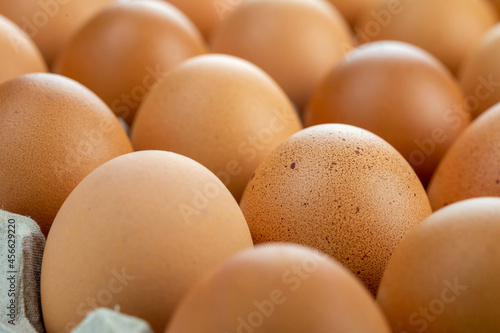 Eggs are freshly placed in a panel