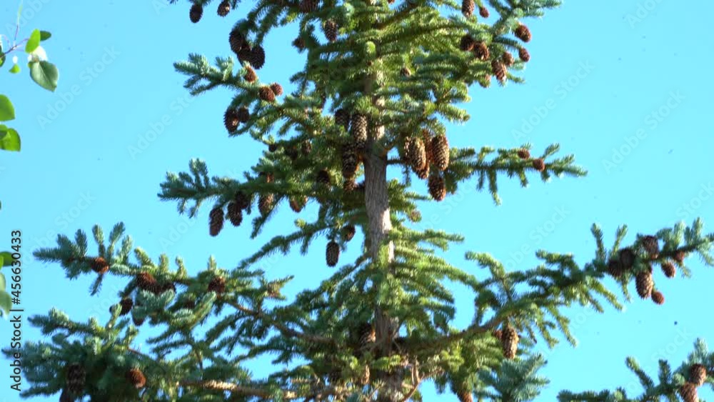 pine tree blowing in the breeze pine tree blowing in the breeze