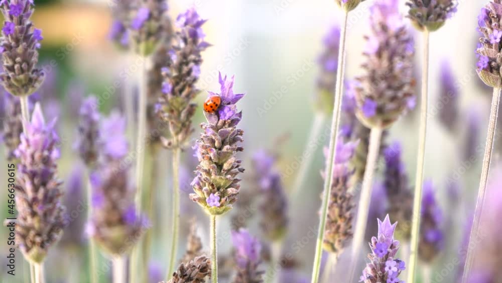 Red Ladybug On Lavender Flowers Blowing In The Wind. - close up Red Ladybug On Lavender Flowers Blowing In The Wind. - close up