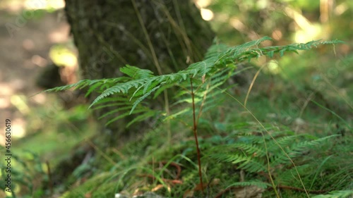 Athyrium filix-femina, common lady-fern swaying in a light breeze at an European Forest photo