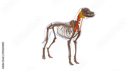 Cleidomastoideus muscle Dog muscle Anatomy For Medical Concept 3D